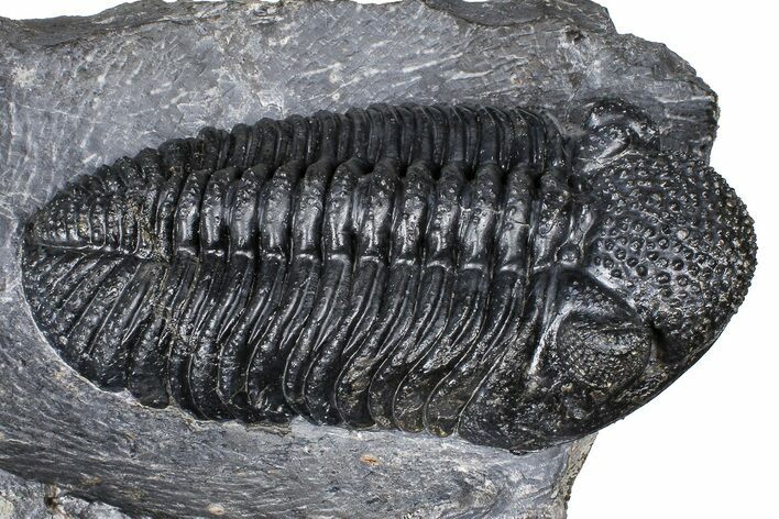 Prone Phacopid (Drotops) Trilobite On Large Limestone #381175